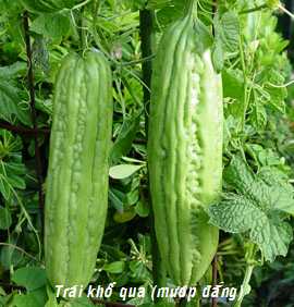 Trái khổ qua giúp giảm cân, ngăn ngừa ung thư